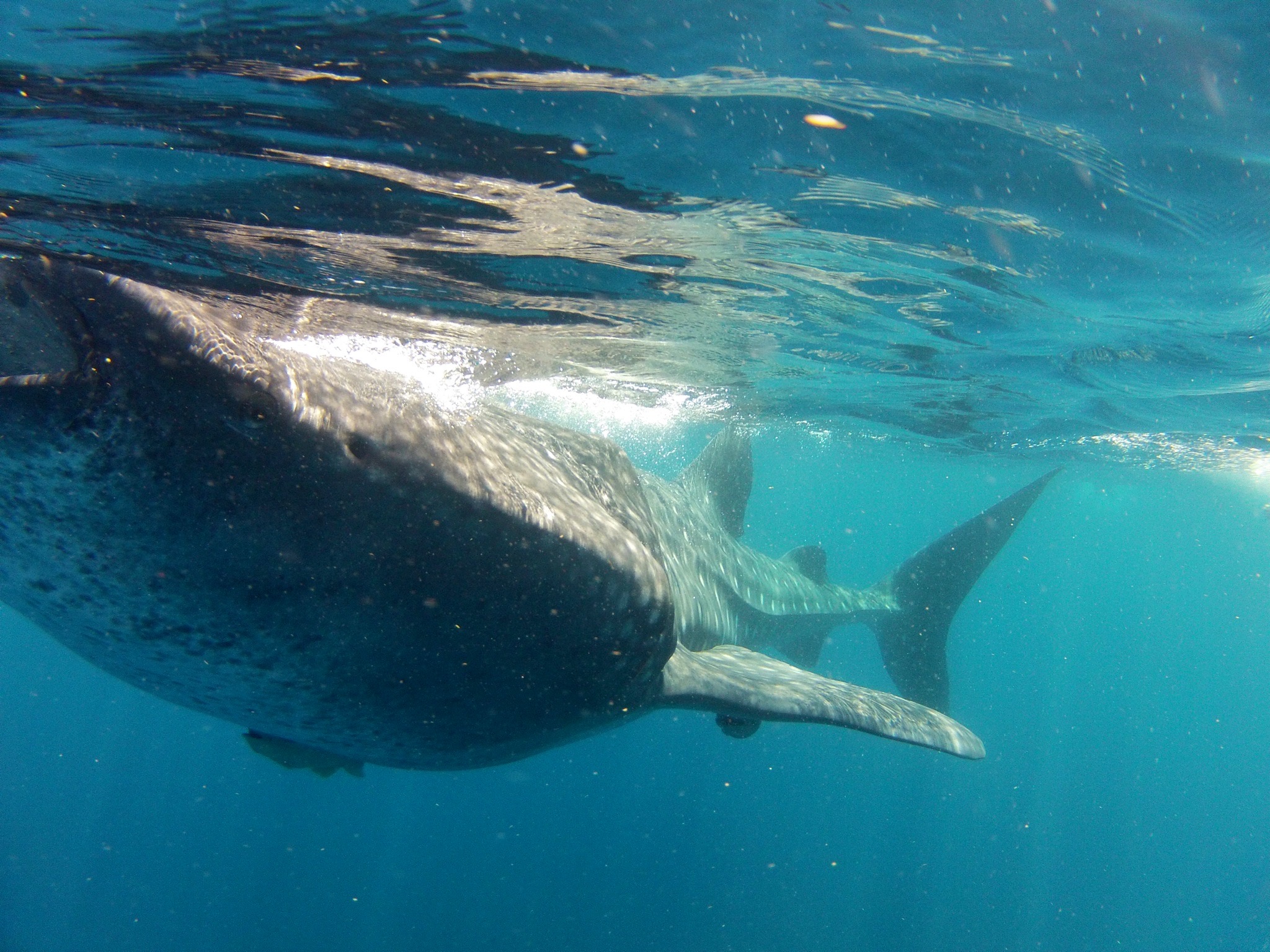 Tiburon Ballena Compartido 
